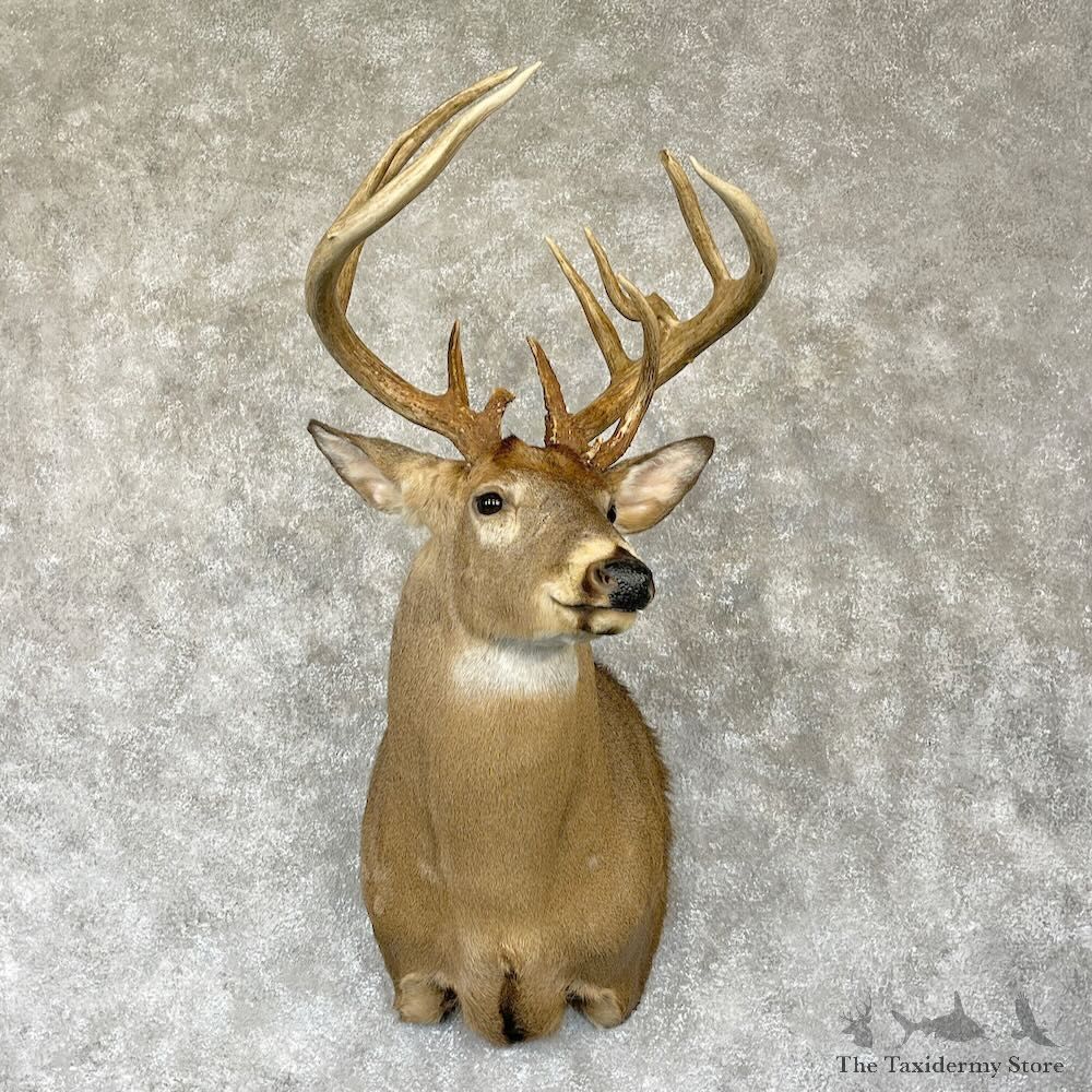 Whitetail Deer Shoulder Mount For Sale #28143 - The Taxidermy Store