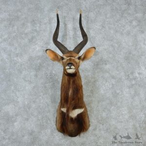 African Nyala Taxidermy Shoulder Mount #12893 For Sale @ The Taxidermy Store