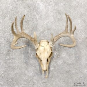 Whitetail Deer Skull European Mount For Sale #19244 @ The Taxidermy Store