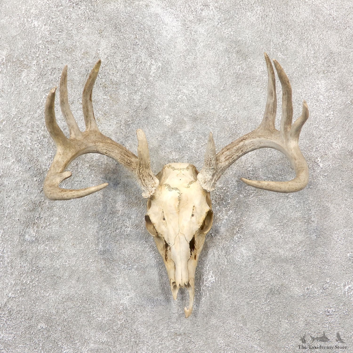 Whitetail Deer Skull European Mount For Sale #19244 @ The Taxidermy Store