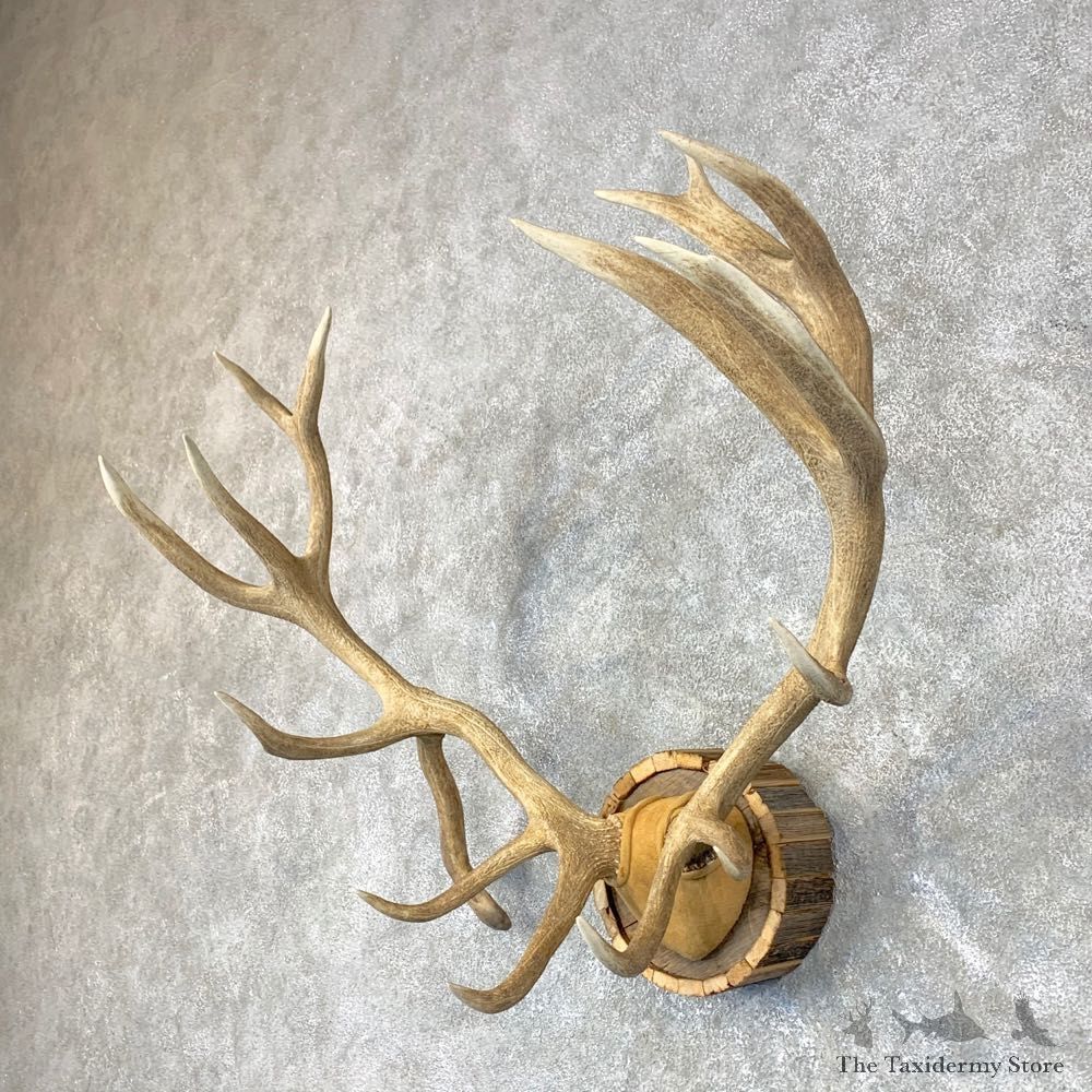 Red Deer Stag Plaque Mount For Sale #23710 @ The Taxidermy Store