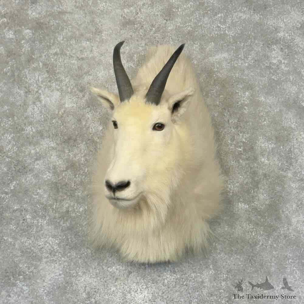 Mountain Goat Shoulder Mount For Sale #31965 @ The Taxidermy Store