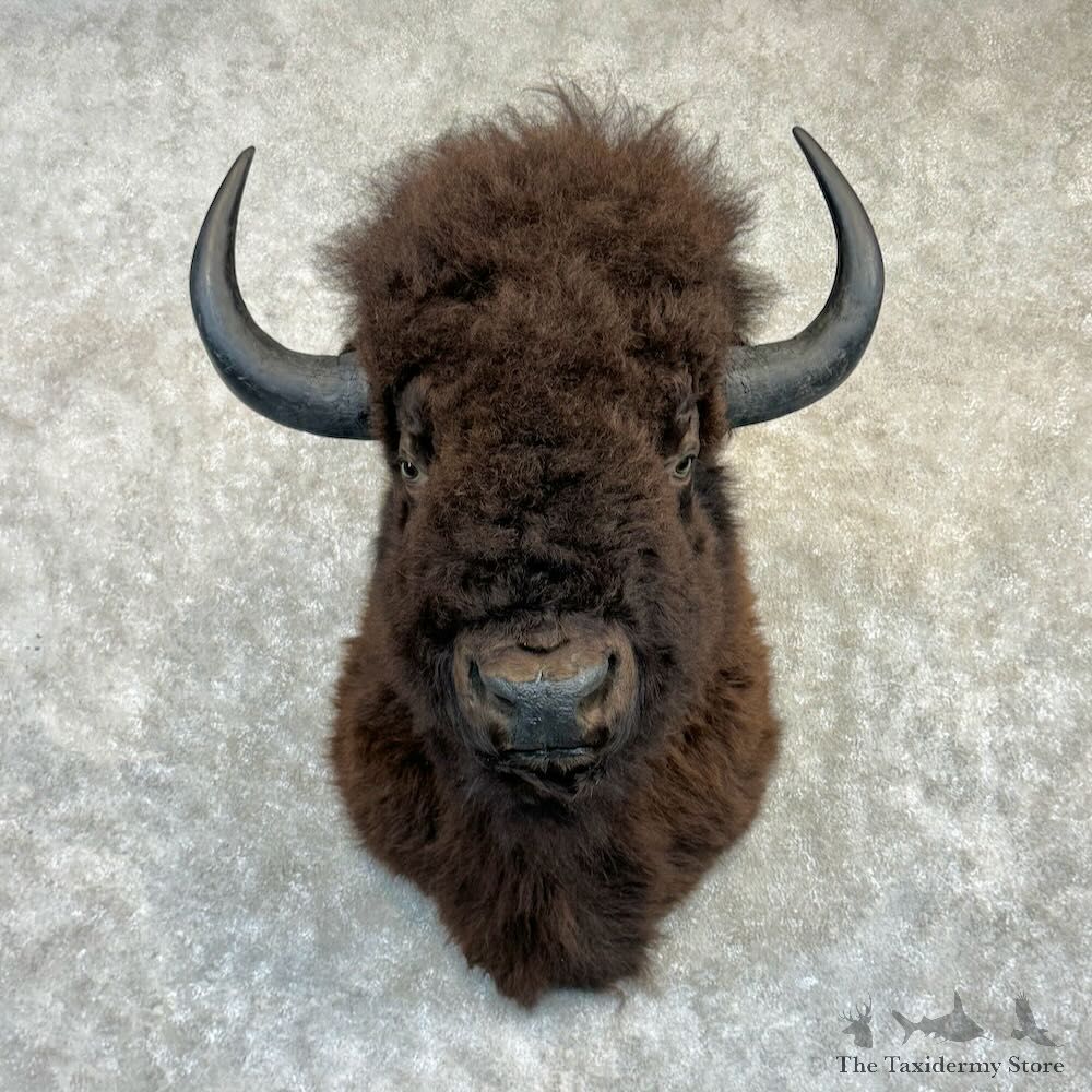American Bison Shoulder Mount For Sale #29193 @ The Taxidermy Store