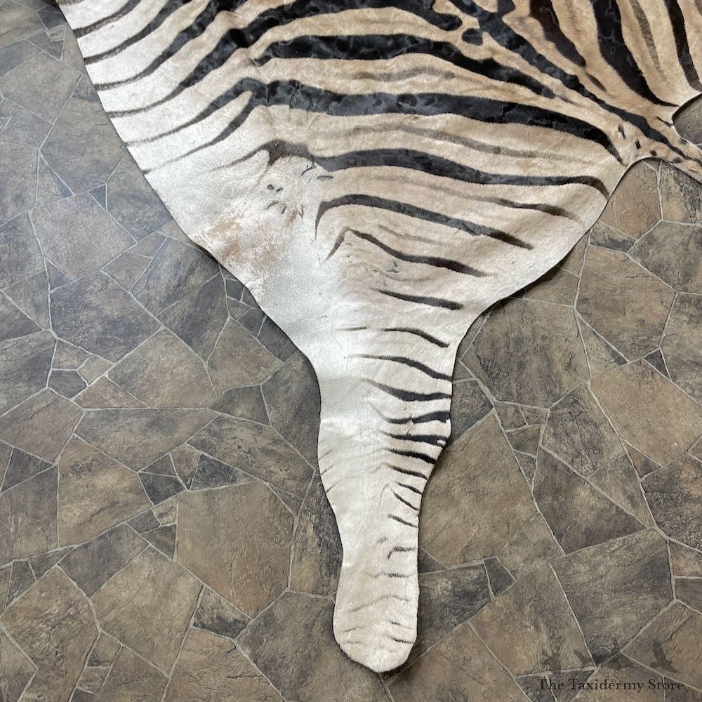 African Zebra Full-Size Taxidermy Rug For Sale #26304 @ The Taxidermy Store