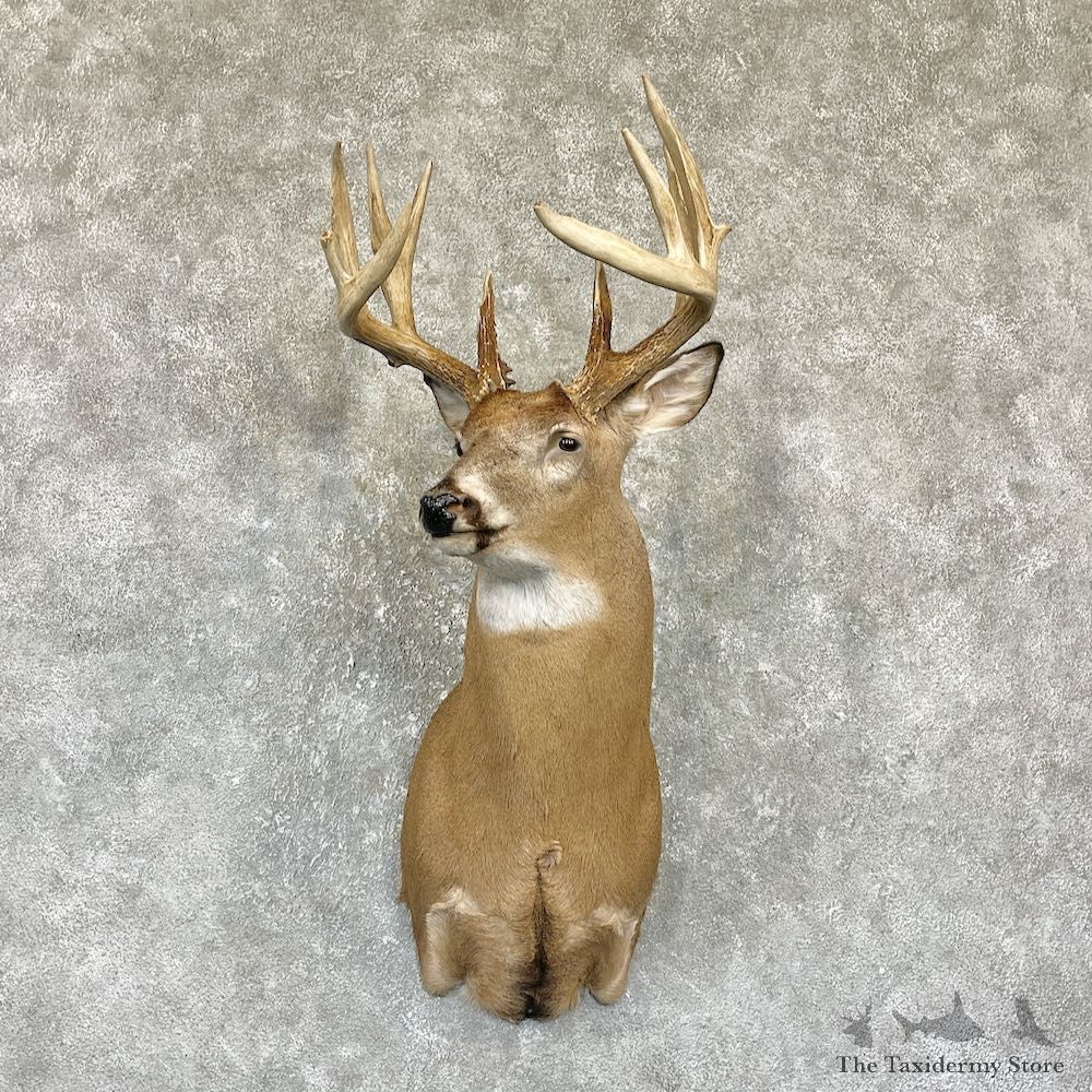 Whitetail Deer Shoulder Mount For Sale #26327 @ The Taxidermy Store
