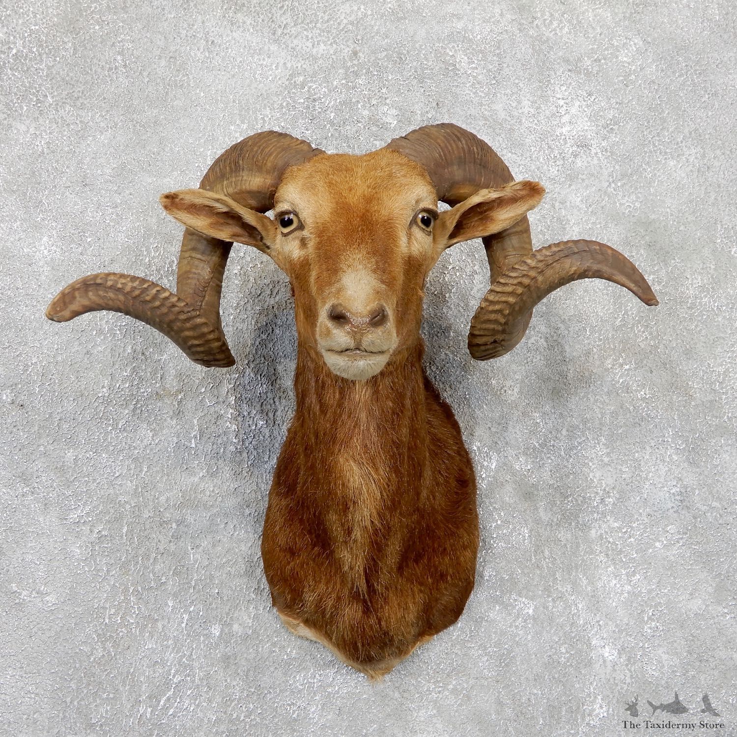 Corsican Ram Shoulder Mount For Sale #19446 @ The Taxidermy Store