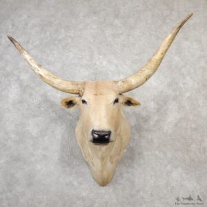 Texas Longhorn Shoulder Mount For Sale #19162 @ The Taxidermy Store