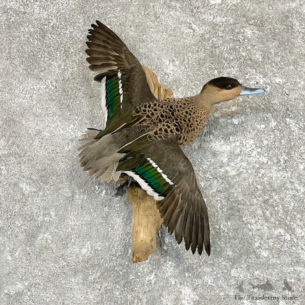 Blue Billed Teal Duck Mount For Sale #27546 @ The Taxidermy Store