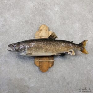 Lake Trout Freshwater Fish Mount For Sale #20054 @ The Taxidermy Store