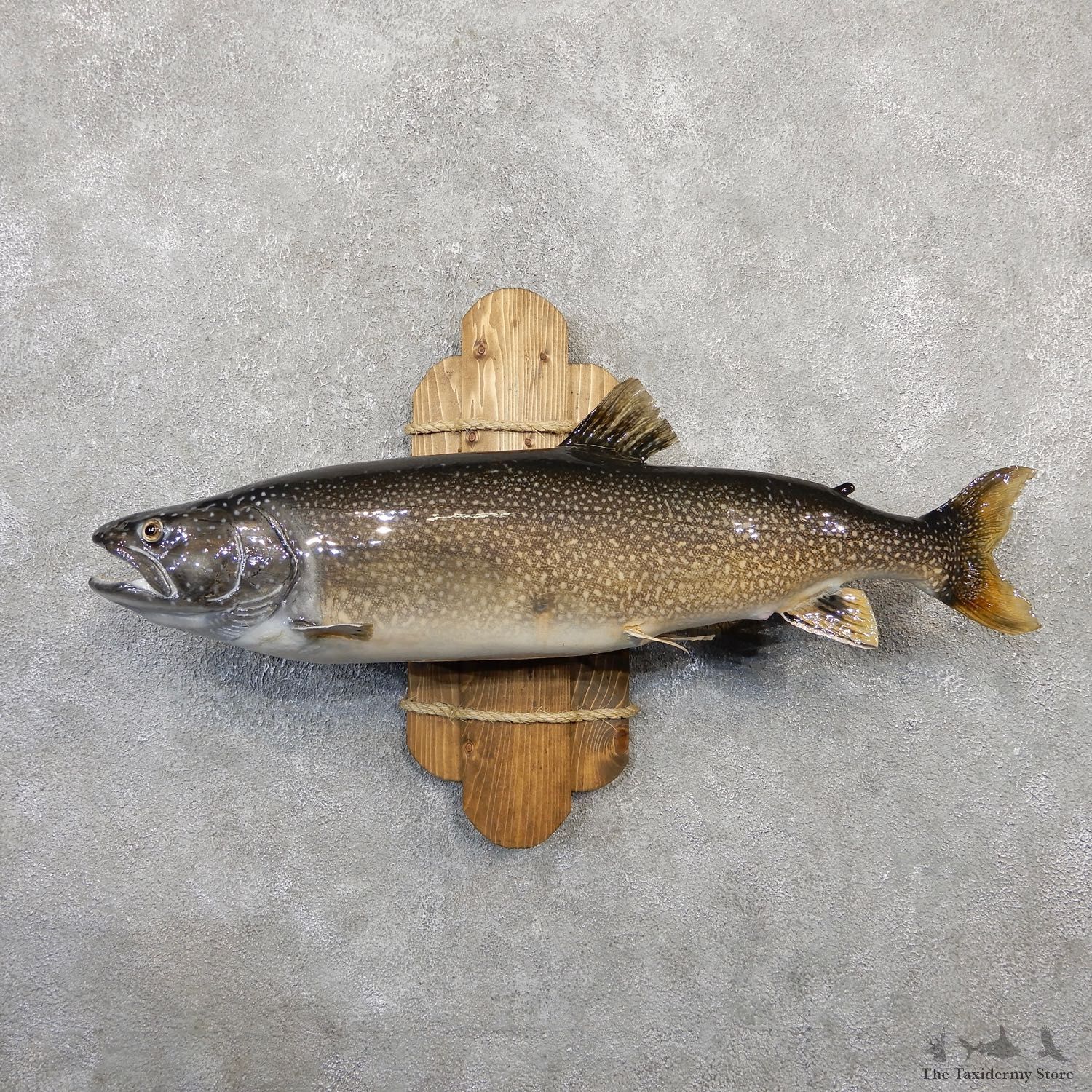 Lake Trout Freshwater Fish Mount For Sale #20054 @ The Taxidermy Store
