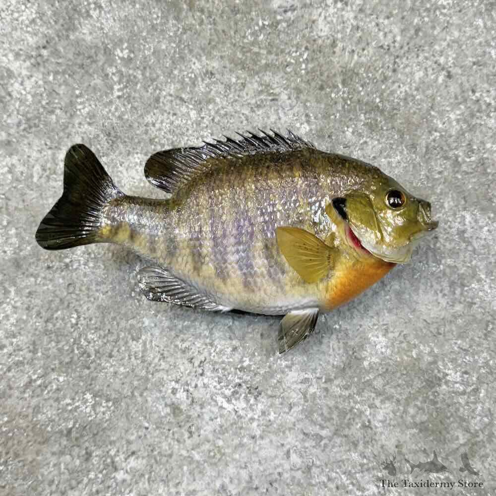 Bluegill Fish Mount For Sale #30522 @ The Taxidermy Store