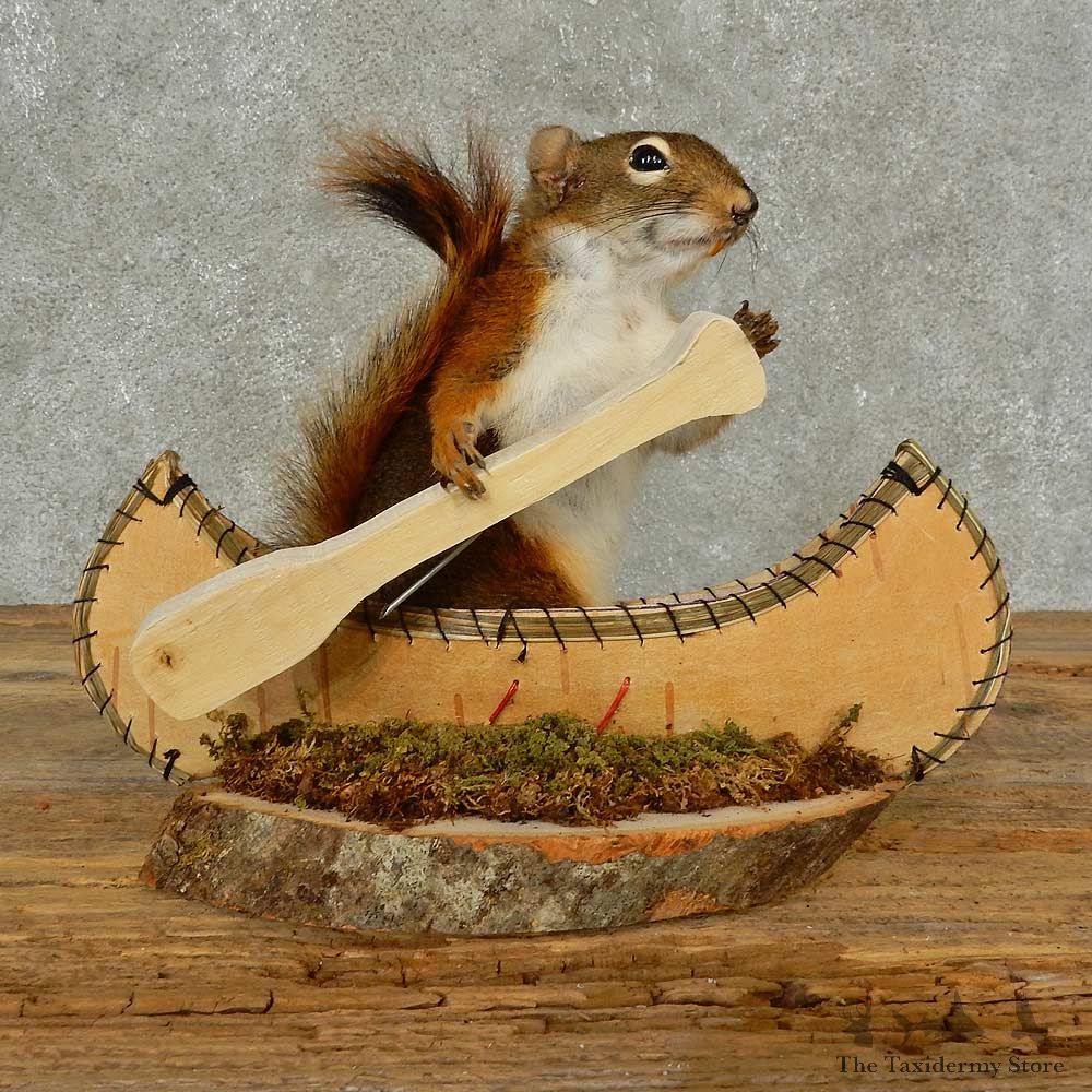 Canoe Squirrel Novelty Mount For Sale #16822 @ The Taxidermy Store