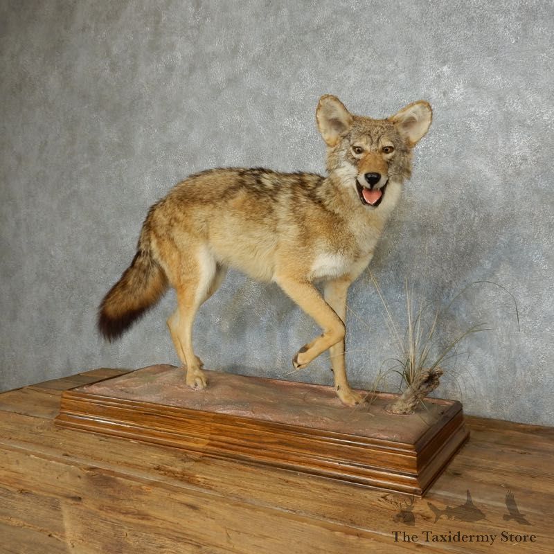 Standing Coyote Life Size Mount #18216 For Sale @ The Taxidermy Store