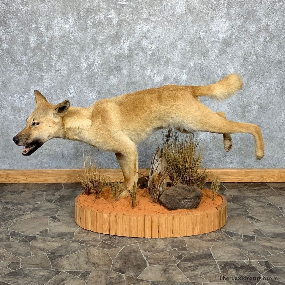 Dingo Life-Size Mount For Sale #21269 @ The Taxidermy Store