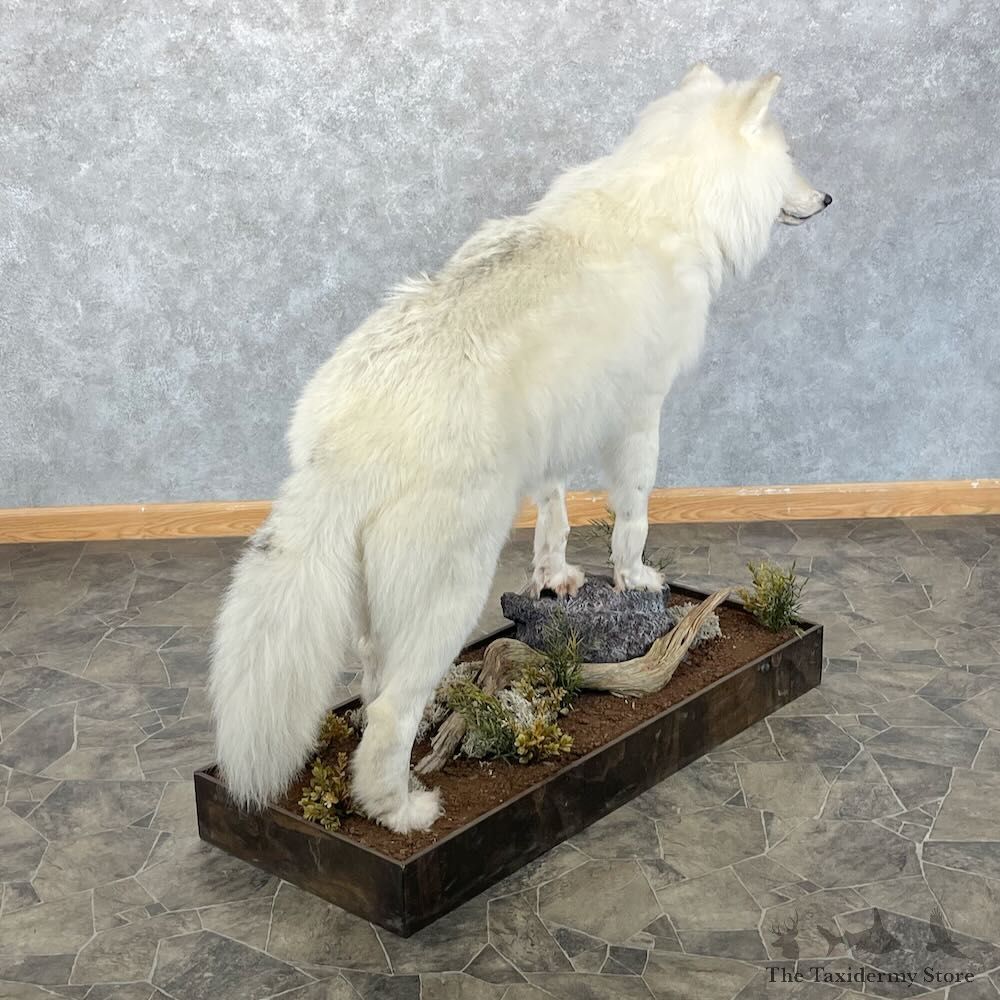 White Alaskan Wolf Mount For Sale #28091 @ The Taxidermy Store