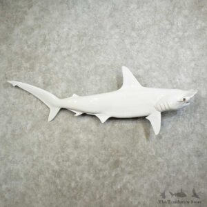 Hammerhead Shark Replica Mount For Sale #16026 @ The Taxidermy Store