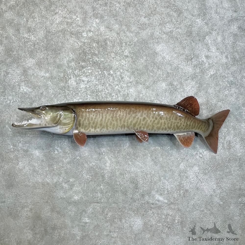 Reproduction Muskellunge Fish Mount For Sale #28001 @ The Taxidermy Store