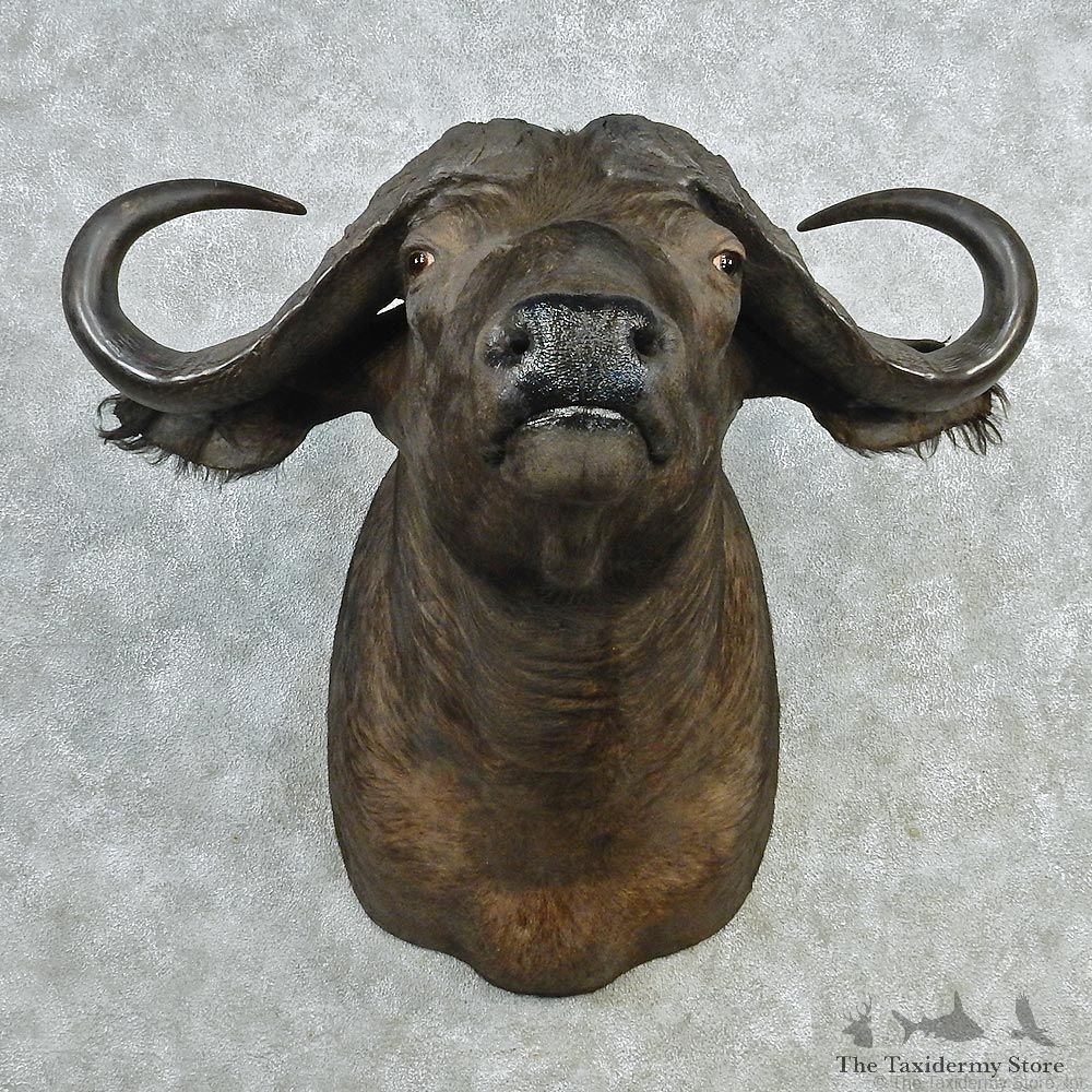 African Cape Buffalo Shoulder Taxidermy Head Mount #12705 For Sale @ The Taxidermy Store