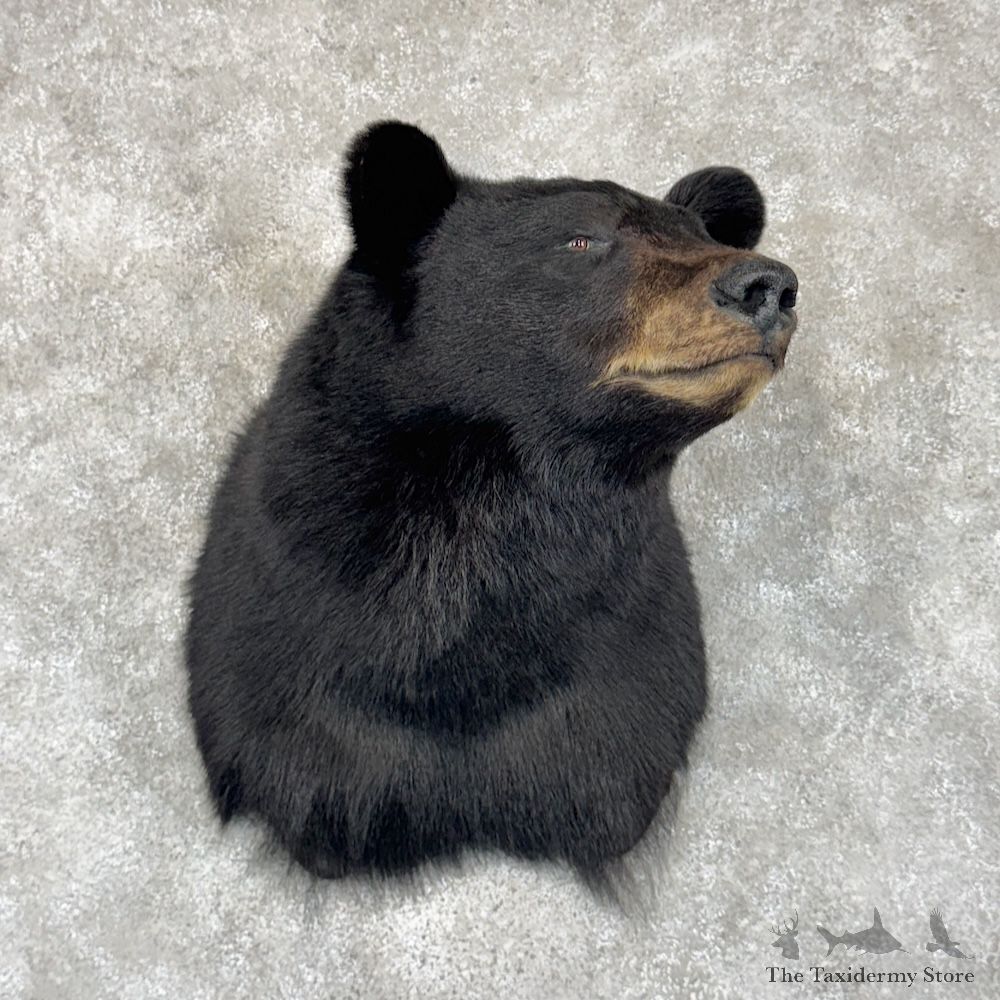 Black Bear Shoulder Mount For Sale #30029 @ The Taxidermy Store