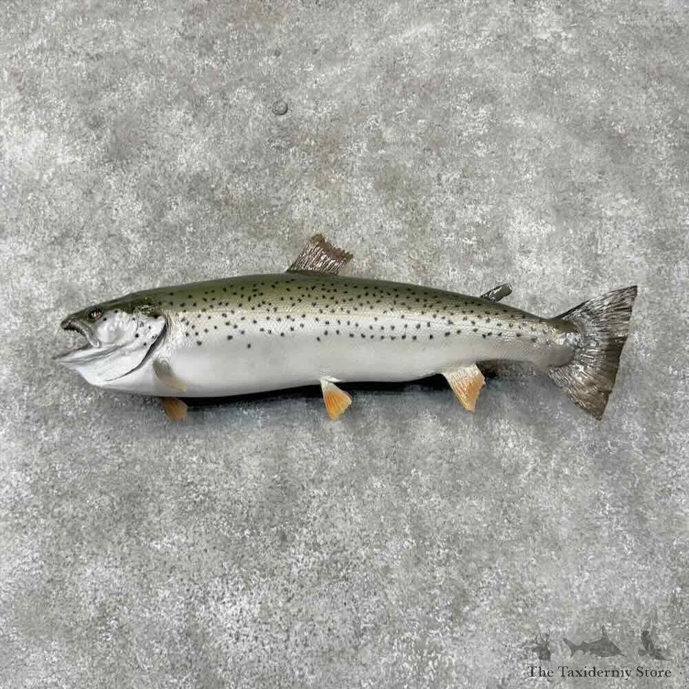Brown Trout Fish Mount For Sale #30398 @ The Taxidermy Store