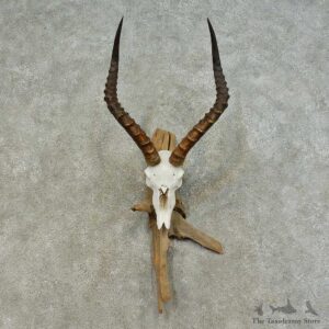 Impala Skull & Horn European Mount For Sale #16370 @ The Taxidermy Store