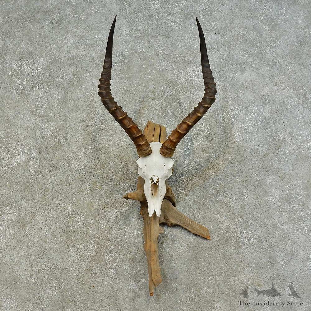 Impala Skull & Horn European Mount For Sale #16370 @ The Taxidermy Store