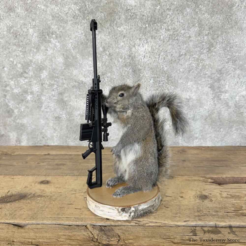 Novelty Grey Squirrel Mount For Sale #31482 @ The Taxidermy Store