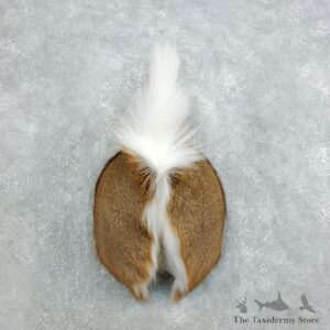 Whitetail Deer Rump Mount For Sale #18403 @ The Taxidermy Store
