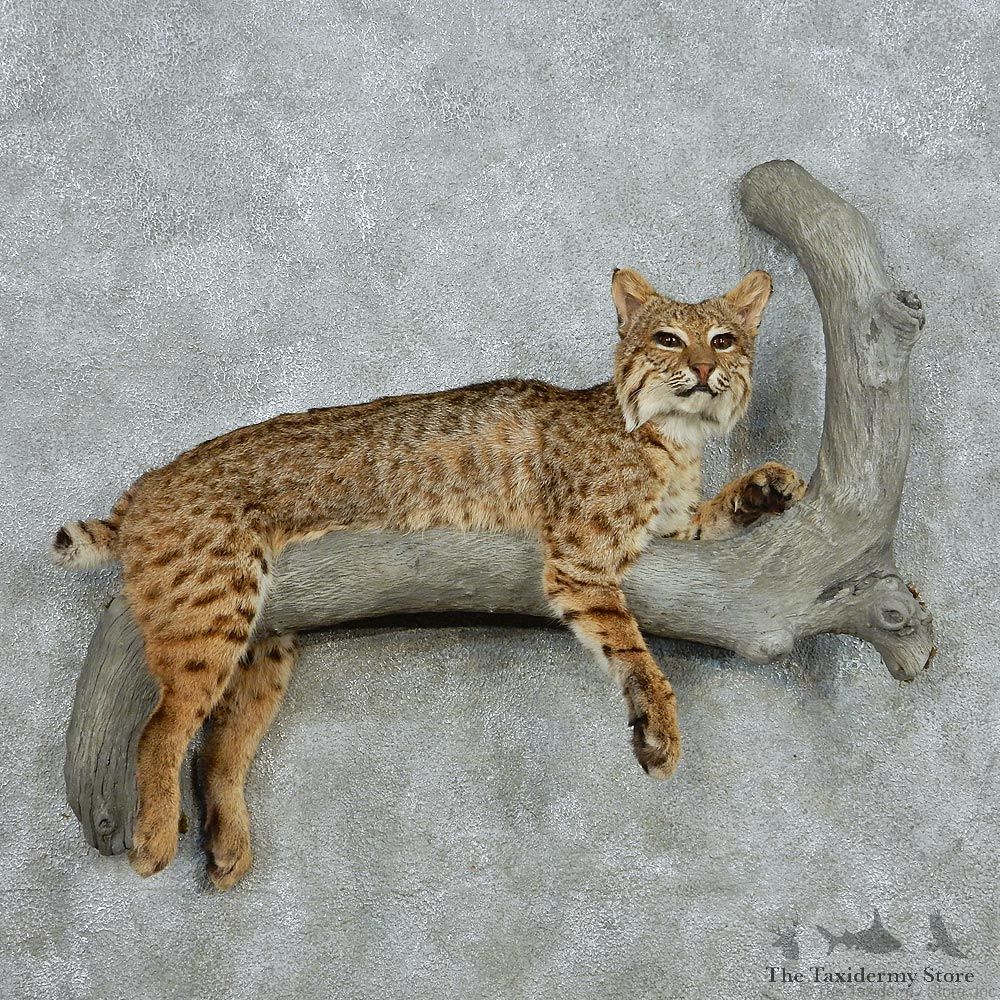 Bobcat Life Size Taxidermy Mount #13091 For Sale @ The Taxidermy Store