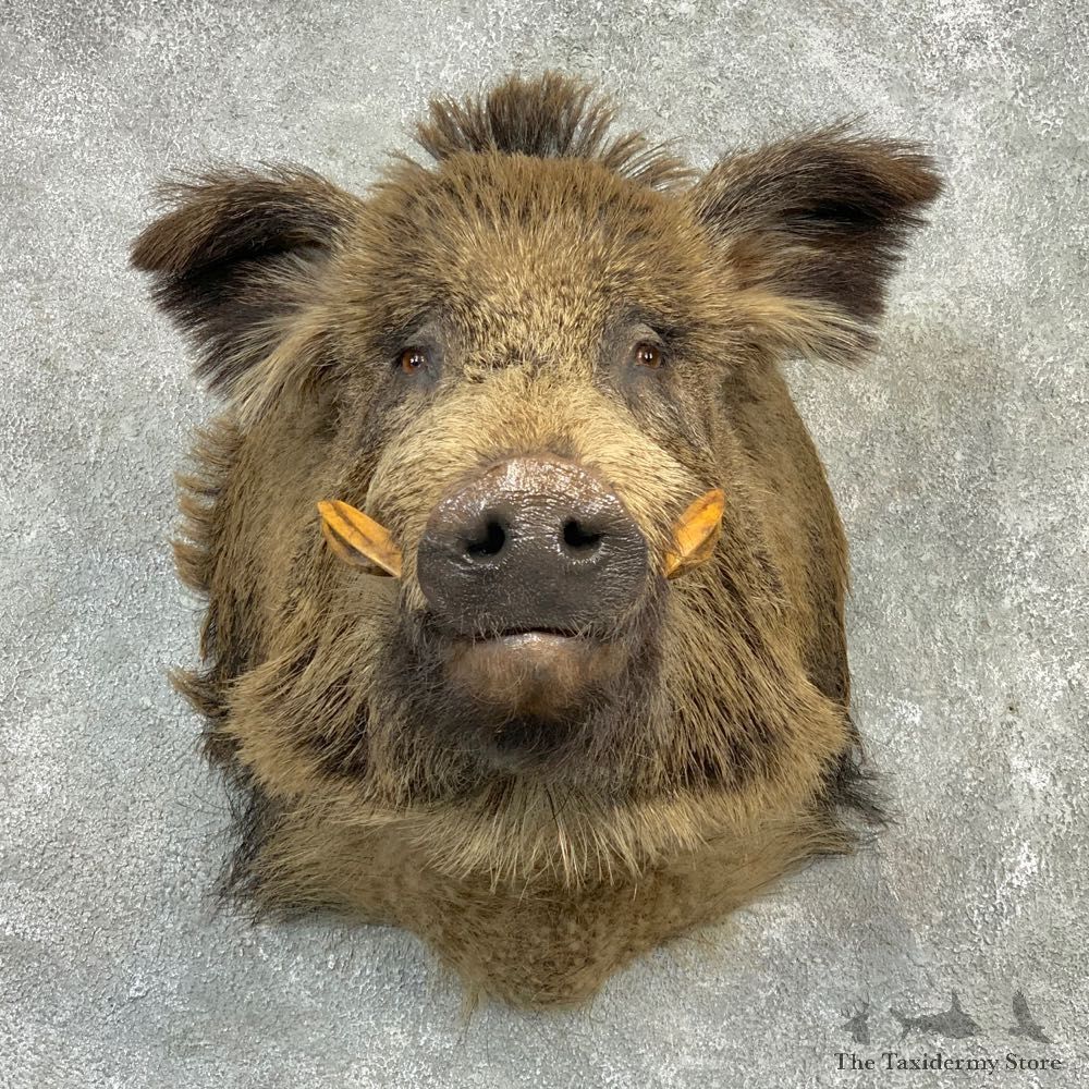 Wild Boar Shoulder Mount For Sale #21991 @ The Taxidermy Store
