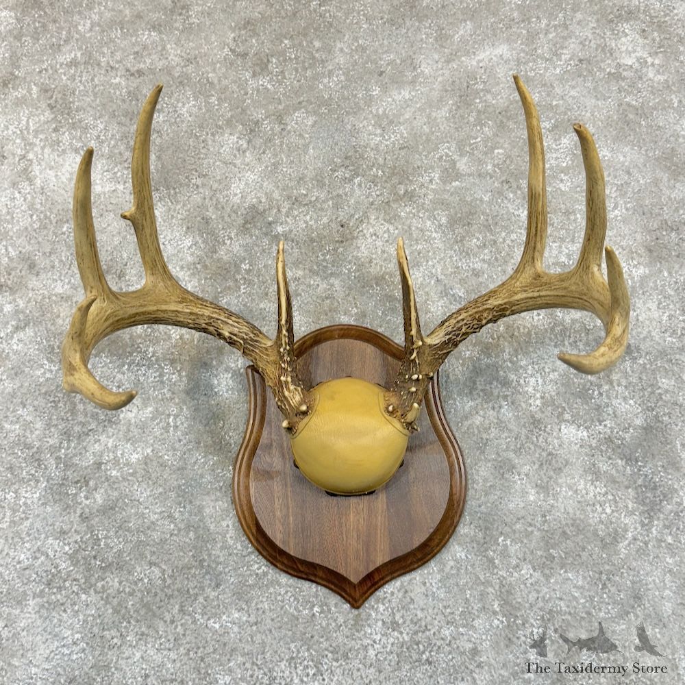 Whitetail Deer Antler Plaque Mount For Sale #29249 @ The Taxidermy Store
