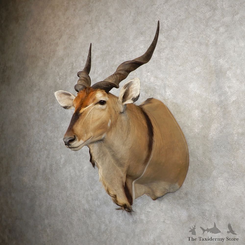 African Lord Derby Eland Shoulder Taxidermy Mount #21088 For Sale @ The Taxidermy Store