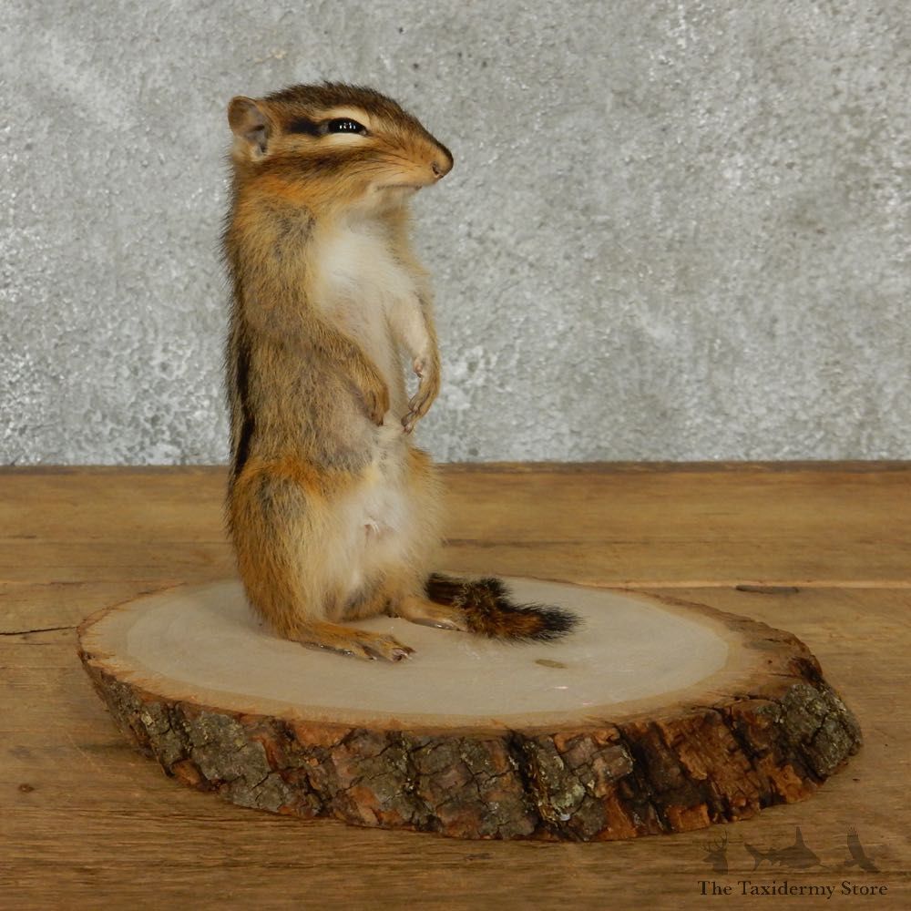 Standing Chipmunk Taxidermy Mount #13196 For Sale @ The Taxidermy Store