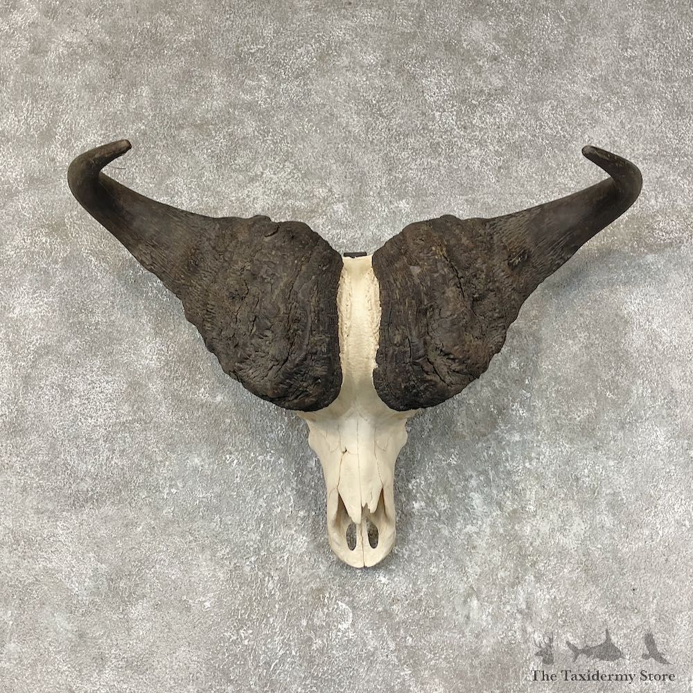 Cape Buffalo Skull Horns Mount For Sale #25372 For Sale @ The Taxidermy Store