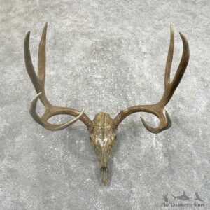Mule Deer Skull European Mount For Sale #24509 @ The Taxidermy Store