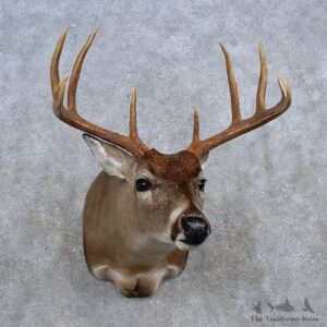 Whitetail Deer Shoulder Mount For Sale #15618 @ The Taxidermy Store