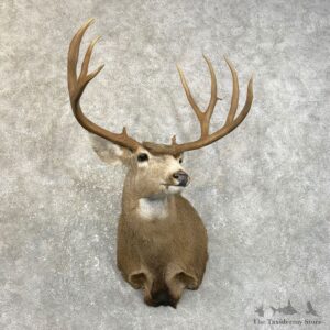 Mule Deer Shoulder Mount For Sale #25120 @ The Taxidermy Store