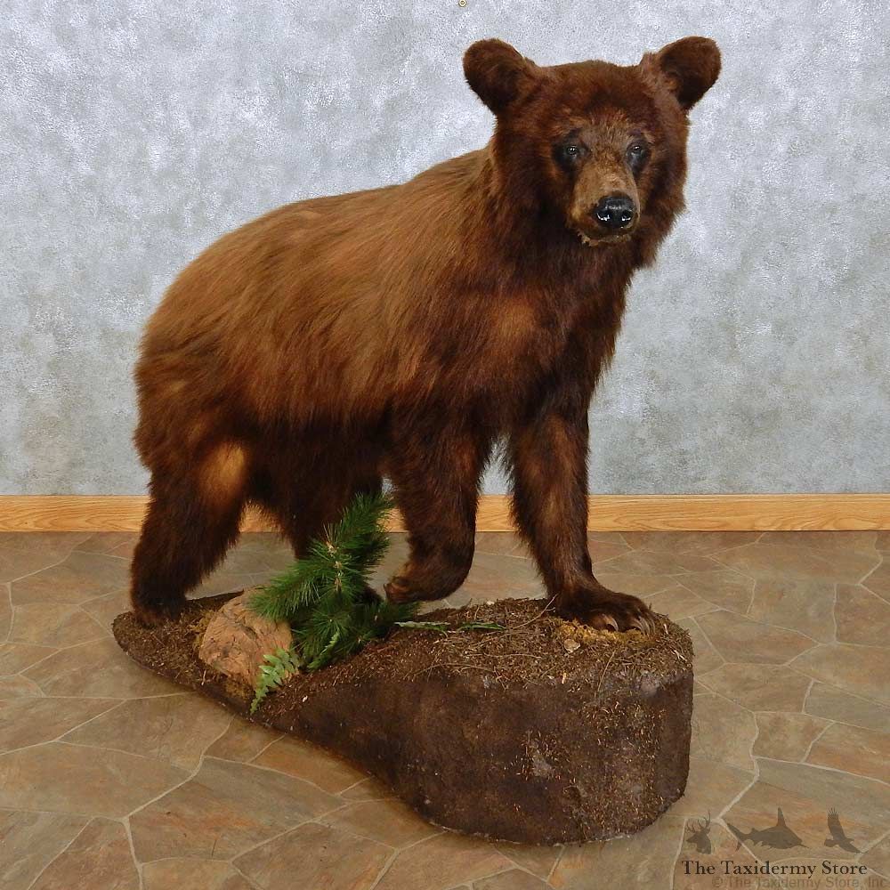 Cinnamon Black Bear Life-Size Mount For Sale #15115 @ The Taxidermy Store