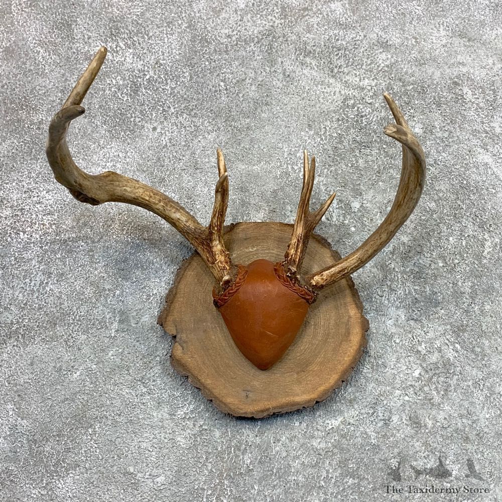 Whitetail Deer Antler Plaque Mount For Sale #23065 @ The Taxidermy Store