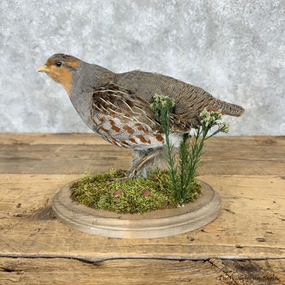 Hungarian Partridge Bird Mount For Sale #29510 @ The Taxidermy Store