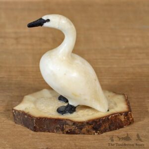 Native Ivory Swan Bird Figurine #12075 For Sale @ The Taxidermy Store