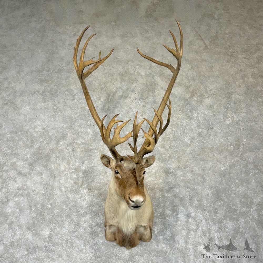 Barren Ground Caribou Shoulder Mount For Sale #29840 @ The Taxidermy Store