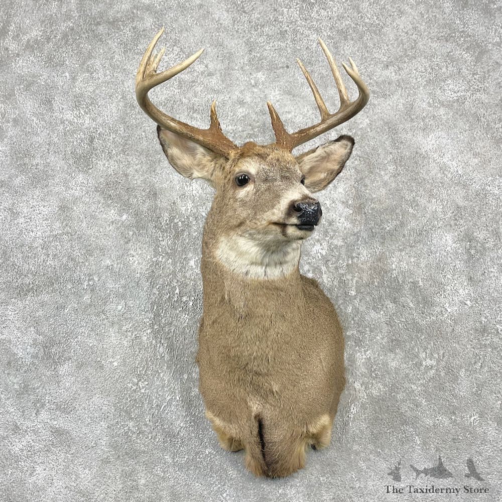 Whitetail Deer Shoulder Mount For Sale #25981 @ The Taxidermy Store