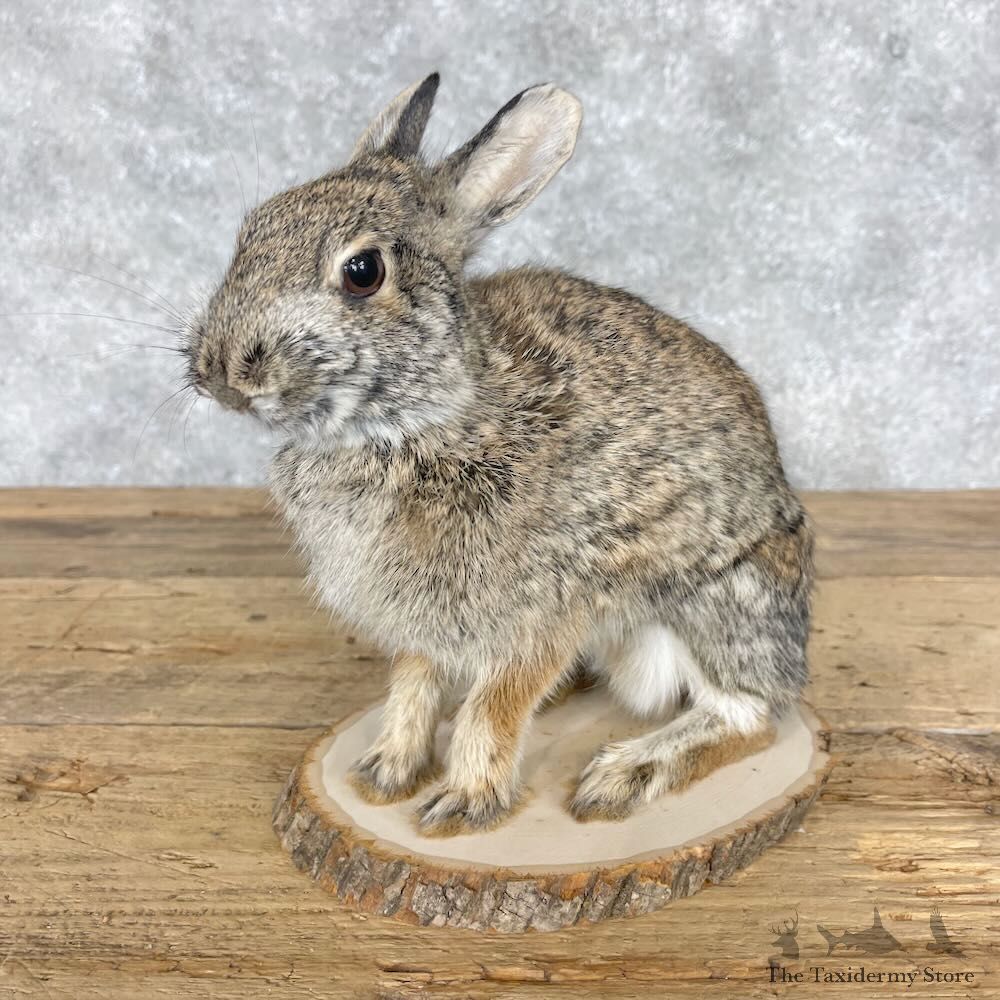 Eastern Cottontail Rabbit Life-size Mount For Sale #28623 @ The Taxidermy Store