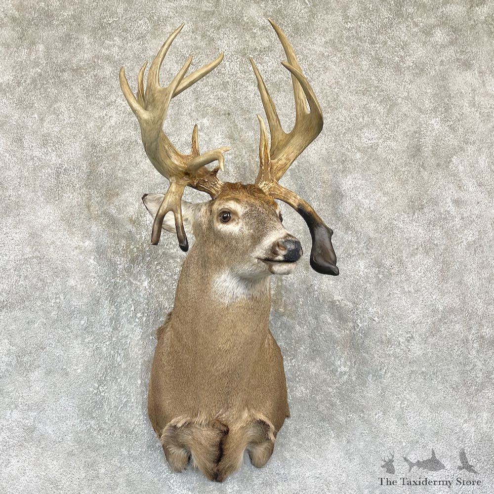 Whitetail Deer Shoulder Mount For Sale #26322 @ The Taxidermy Store