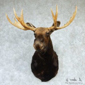 Canadian Moose Shoulder Taxidermy Mount #13285 For Sale @ The Taxidermy Store
