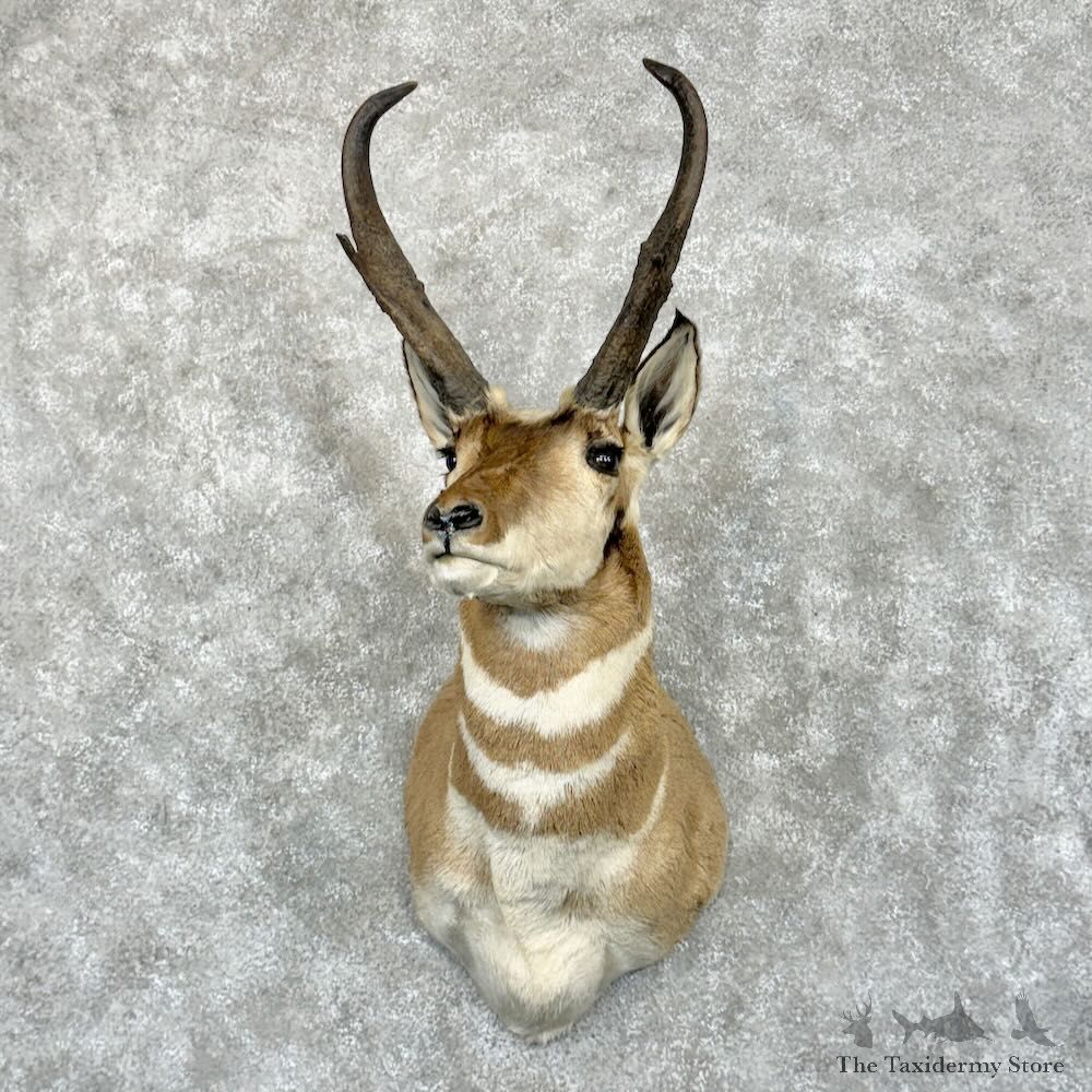 Pronghorn Antelope Shoulder Mount For Sale #29035 @ The Taxidermy Store