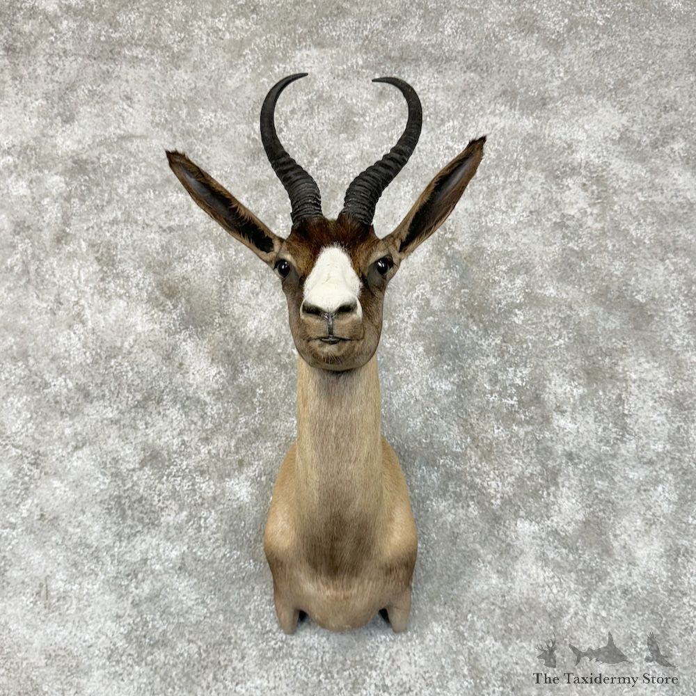 Black Springbok Shoulder Mount For Sale #29581 @ The Taxidermy Store