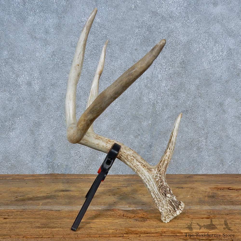 Whitetail Deer Antler Shed For Sale #15445 @ The Taxidermy Store