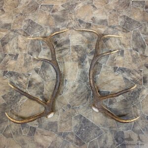 Match Set Elk Antler Shed For Sale #22038 @ The Taxidermy Store